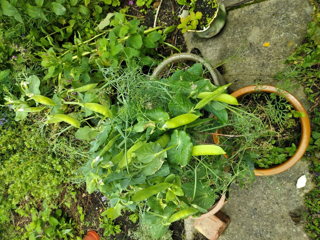 Image of pea plants in two pots with entangled pods.
